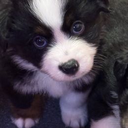 Boy 3 - Black tri male Toy Australian Shepherd puppy in Corydon, Indiana from Arbuckle’s Lookin Good Aussies (LGA)
