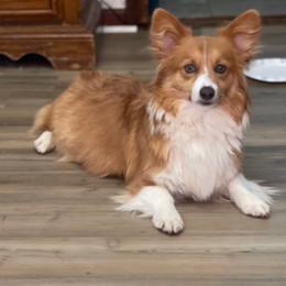 Jade - Pembroke Welsh Corgi
