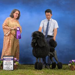 Murano - Poodle