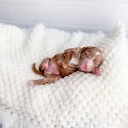 Chillbark - Red  female Goldendoodle puppy in Greencastle, Indiana from Willow & Co.