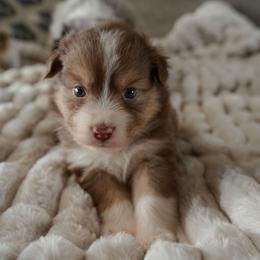 Valerie - Red tri-color female Miniature American Shepherd puppy in Fresno, California from Alpine Tails
