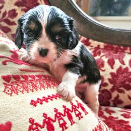 Joey - Tri-color male Cavalier King Charles Spaniel puppy in Watsontown, Pennsylvania from Huntsman Cavaliers