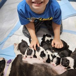 Boston Terrier and Doberman Pinscher Puppies from Diamonds In The Ruff Boston Terriers & Dobermans
