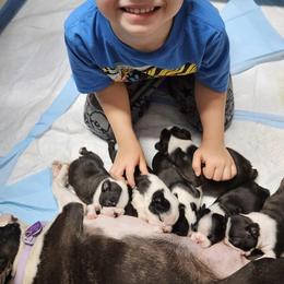 Boston Terrier and Doberman Pinscher Puppies from Diamonds In The Ruff Boston Terriers & Dobermans