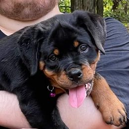 "Pup from past litter" Rottweiler Puppies from Kayara Haus Rottweilers