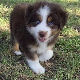 Miniature Australian Shepherd Puppies from Aussies Acre