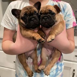 French Bulldog Puppies from GavFam Frenchies