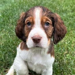 Buddy - Liver white and tan male English Springer Spaniel puppy in Coeur D'alene, Idaho from Springer Hollow