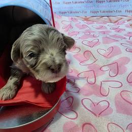 Axel - Red merle male Aussiedoodle puppy in Loveland, Colorado from A&L Ranch Aussiedoodles