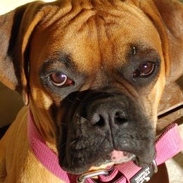 Mr. - Boxer