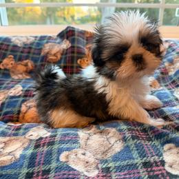 Little Man - Black gold and silver male Shih Tzu puppy in Kent, Washington from Exclusively Shih Tzu's LLC