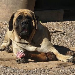 LOLA - Mastiff