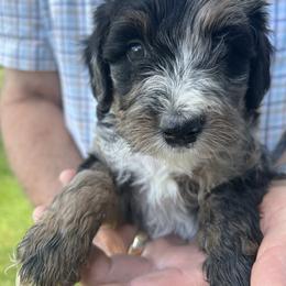 Cracker - Merle female Bernedoodle puppy in Cody, Wyoming from Yellowstone Breeders
