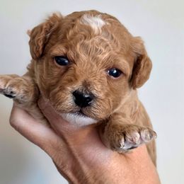 Bonnie Pink - Red  female Goldendoodle puppy in Vernon, Texas from Sugarland's Texas Goldendoodles