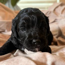 Dune - Black and white male Cockapoo puppy in Saint Louis, Missouri from Jax Doodles
