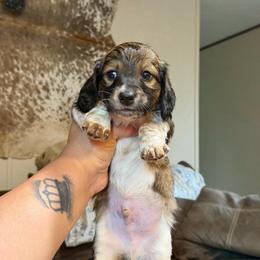Shaggy - Piebald male Dachshund puppy in Hornbeck, Louisiana from A&Z Mini Dachshunds