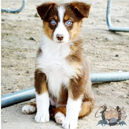 Australian Shepherd, Miniature American Shepherd, and Miniature Australian Shepherd Puppies from Copper Sky Aussies & Mini American Shepherds