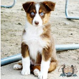 Australian Shepherd, Miniature American Shepherd, and Miniature Australian Shepherd Puppies from Copper Sky Aussies & Mini American Shepherds