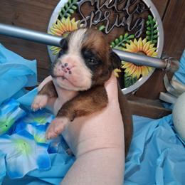 Runt - Fawn male Boxer puppy in Pikeville, Kentucky from Boxers of Whispered Wishes