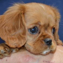 Anna - Ruby female Cavalier King Charles Spaniel puppy in Townville, South Carolina from Mid Lake Cavaliers