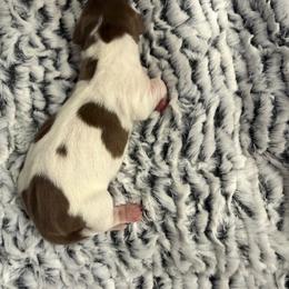 Cannoli AKC - Piebald male Dachshund puppy in Sacramento, California from Valentina's mini  AKC Dachshunds