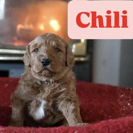Chili - Red  female Goldendoodle puppy in Dallas, Oregon from Angel Mortenson