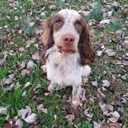 Gus - English Springer Spaniel