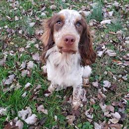 Gus - English Springer Spaniel