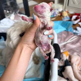 Boy 1 - White male Maltese puppy in Ephrata, Washington from Kallos kennels