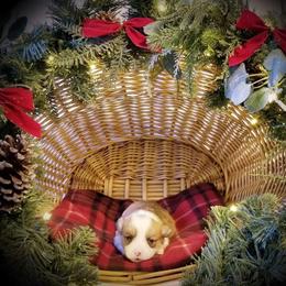 American Corgi and Pembroke Welsh Corgi Puppies from Whimsical Treasure Corgis