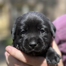 Labrador Retrievers from Oakdale Labradors