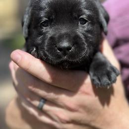 Labrador Retrievers from Oakdale Labradors