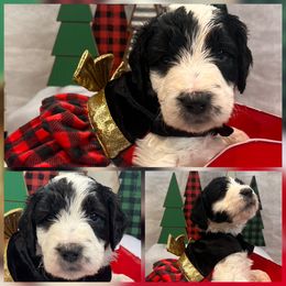 Petal - Black female Goldendoodle puppy in Tennessee from Middle Tennessee Golden Doodles