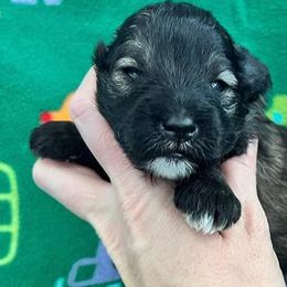 Miniature Schnauzers from Cortney Mclellan's Miniature Schnauzers