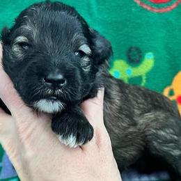 Miniature Schnauzers from Cortney Mclellan's Miniature Schnauzers