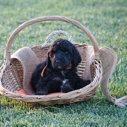 Poodle Puppies from Nay Design Poodles