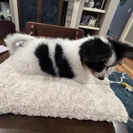 Papillon Puppies from Triple Tier