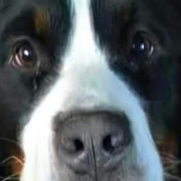 Bernese Mountain Dogs from Tierra de Esperanza Eterna