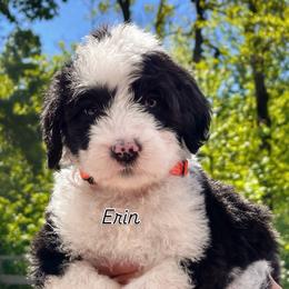 Erin - Black and white female Sheepadoodle puppy in Rocky Point, North Carolina from CelticDoods