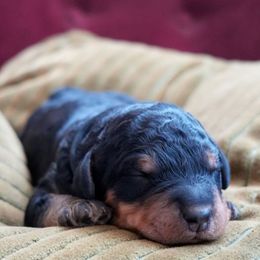 Banksie - Phantom male Bernedoodle puppy in Folsom, Louisiana from DoodlesFarmCo
