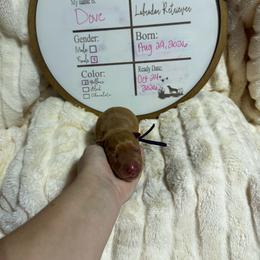 Dove- purple collar - Yellow female Labrador Retriever puppy in Troy, South Carolina from Wicked Flyer Retrievers