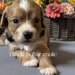 Jackson - Apricot male Cavapoo puppy in Oklahoma from Rocky Oak Cavaliers & Biewer Terriers LLC