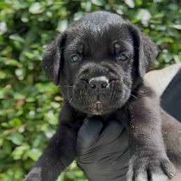 Boy 1 - Black male Cane Corso puppy in California from Donato Kennels