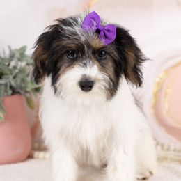 Maltipoo puppies from Marlene's Doodles