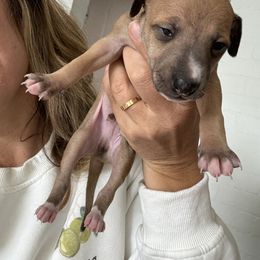 Italian Greyhound Puppies from Robert Ramirez's Italian Greyhound