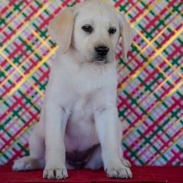 Light blue Collar - Yellow female Labrador Retriever puppy in Ridgecrest, California from Black Mountain Service Dogs