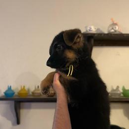 Phoenix - Black and tan female German Shepherd puppy in Florida from Best Shepherds