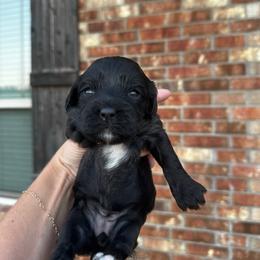 Patsy - Black female Cavapoo puppy in Thorndale, Texas from Hattie’s Texas Cavapoos