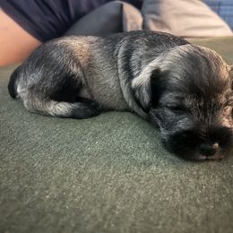Miniature Schnauzer Puppies from Krystle's Miniature Schnauzers