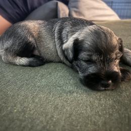 Miniature Schnauzer Puppies from Krystle's Miniature Schnauzers